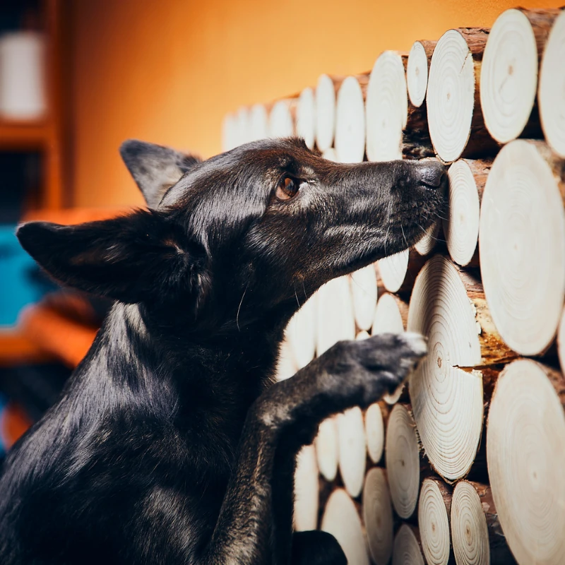 Nosework Superliga Hero banner