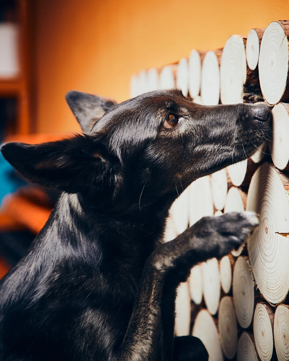 Nosework Superliga Hero banner